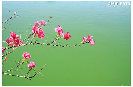 Nakhon Pathom Rajabhat University Website